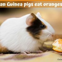 can guinea pigs eat oranges?