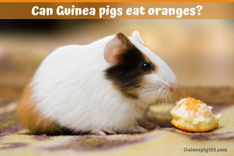 Can Guinea pigs eat oranges? (Serving Size, Benefits, Risks & More)