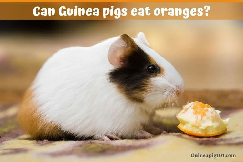 Can Guinea Pigs Eat Oranges? (Serving Size, Benefits, Risks & More)