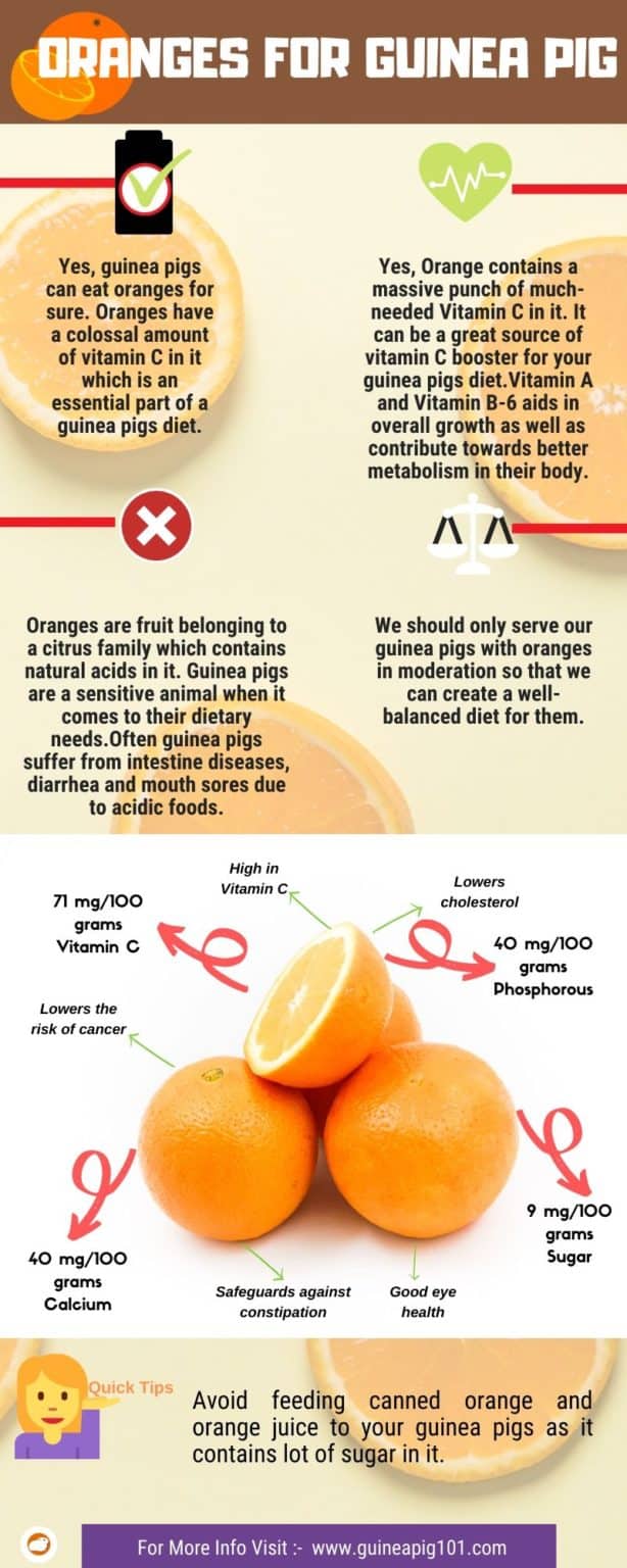 View of Can Guinea Pigs Eat Oranges? (Serving Size, Benefits, Risks & More)