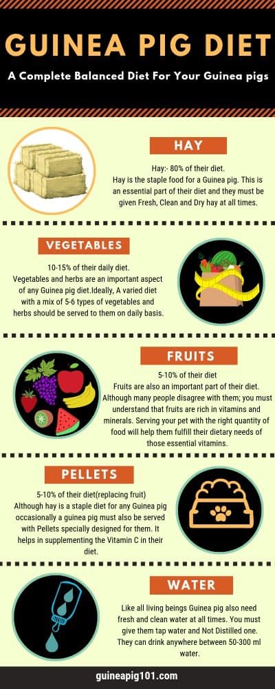 How Much Hay Do Guinea Pigs Eat A Day