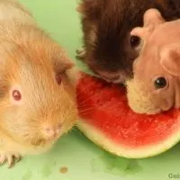 Guinea Pigs Eat Watermelon?