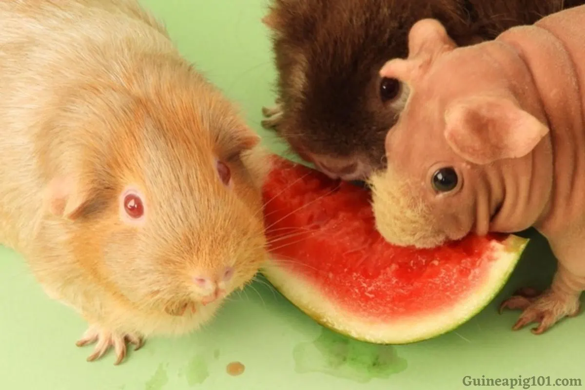 Can guinea pigs eat honeydew clearance melon