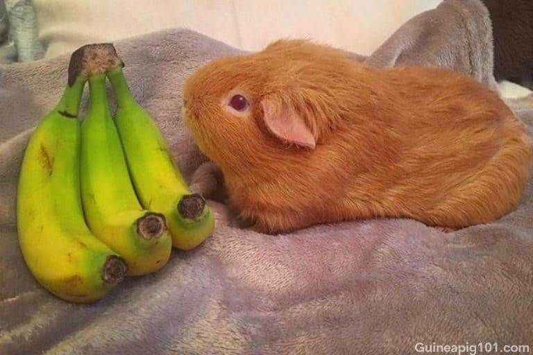 Can Guinea Pigs Eat Bananas? (Serving Size, Benefits, Risks & More)