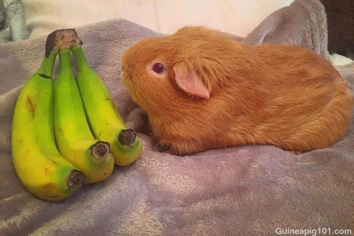 Guinea Pigs have banana