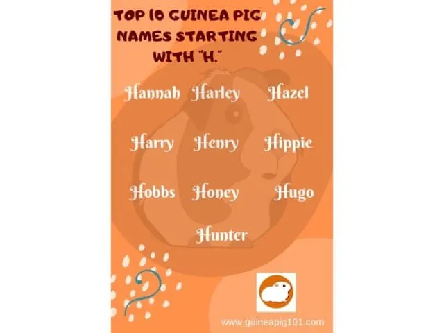 Guinea Pig name starting with h
