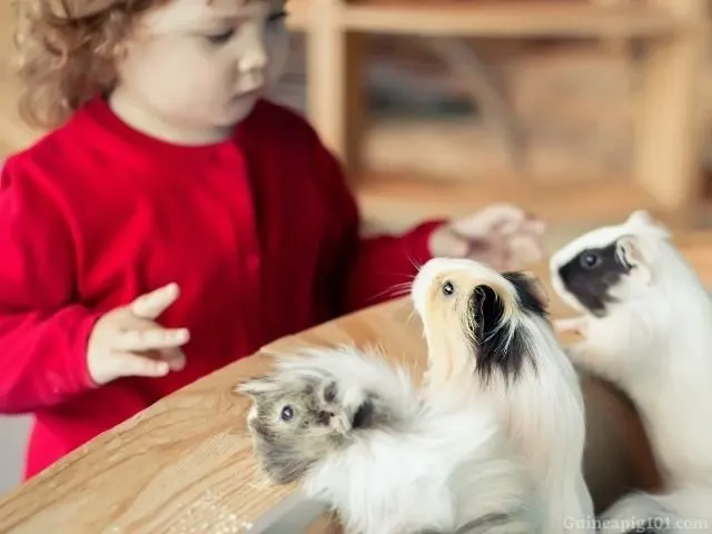 Guinea pigs do need a company