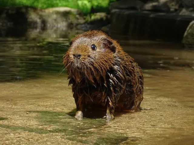 can guinea pigs swim