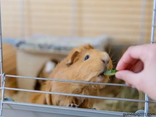 How much cucumber can guinea pigs eat