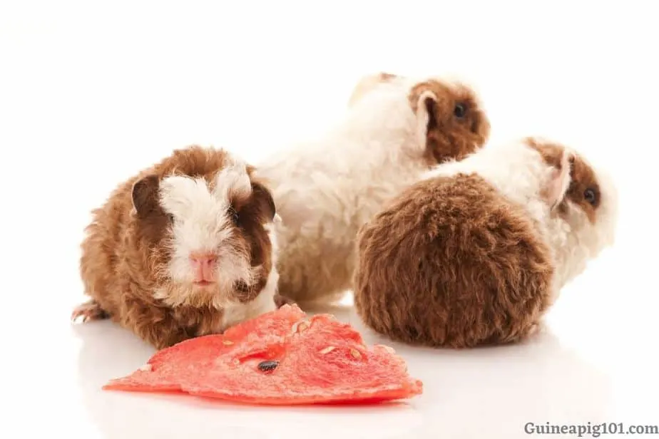 Is Watermelon bad for Guinea pigs?