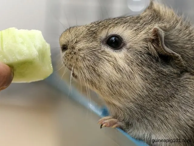 Is too much cucumber bad for guinea pigs