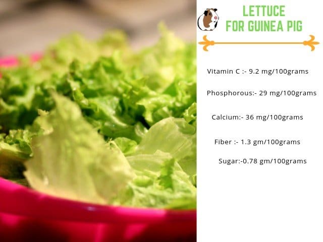 lettuce for guinea pigs