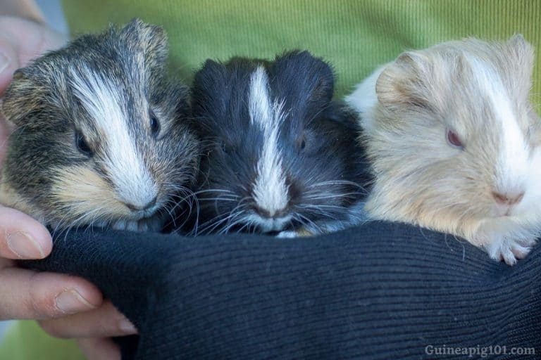 Pros And Cons Of Guinea Pigs Should I Get A Guinea Pig?