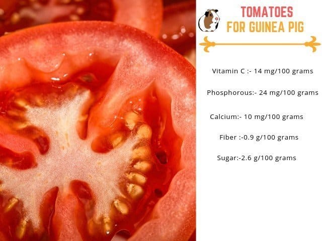 are tomatoes safe for guinea pigs