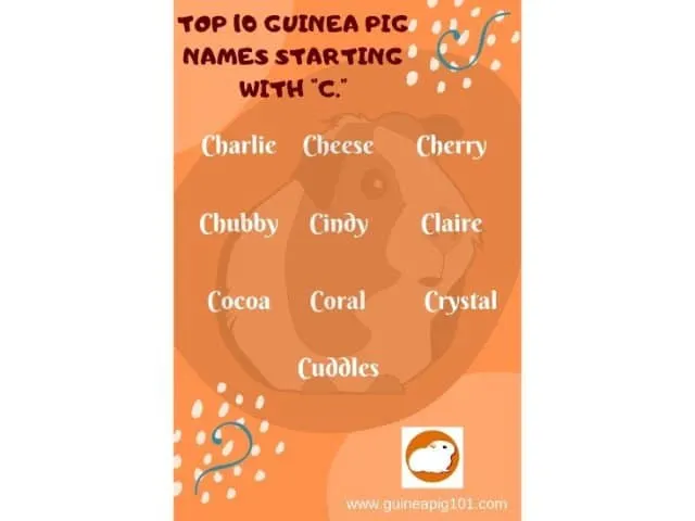 Guinea Pig name starting with c