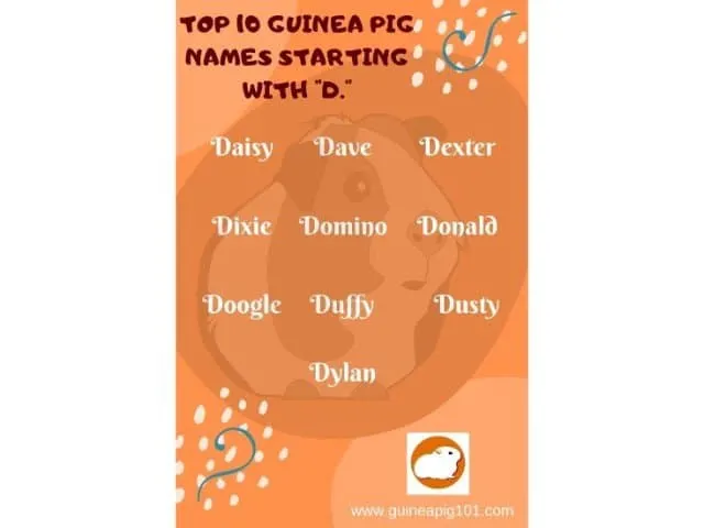 Guinea Pig name starting with d