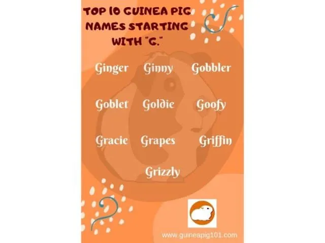 Guinea Pig name starting with g