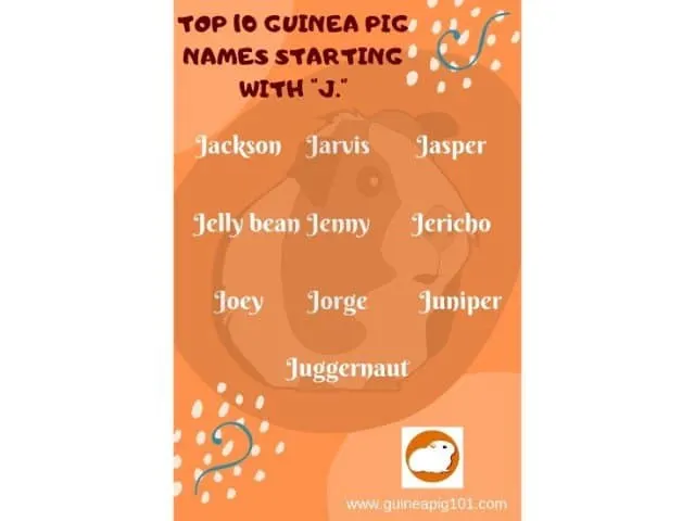 Guinea Pig name starting with j