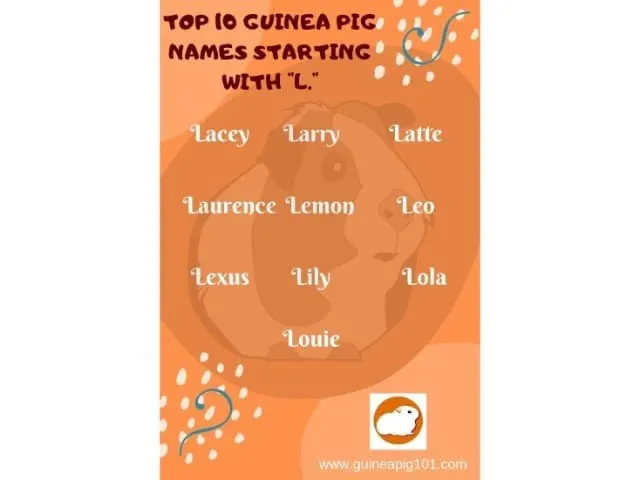 Guinea Pig name starting with l