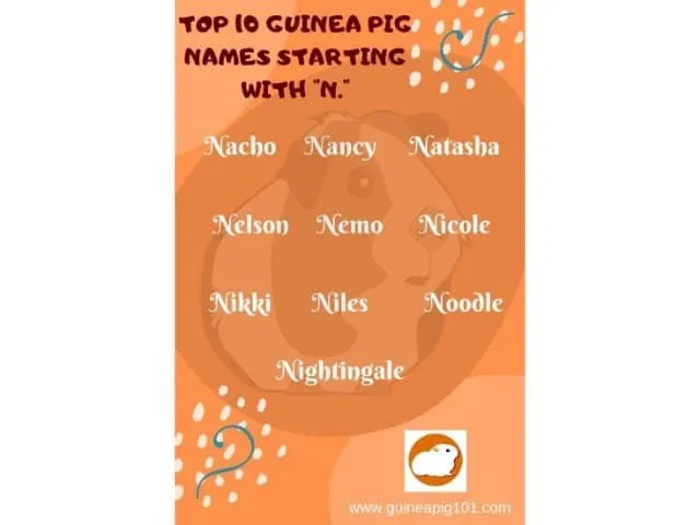 Guinea Pig name starting with n