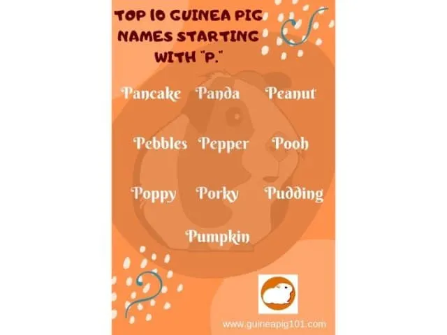 Guinea Pig name starting with p