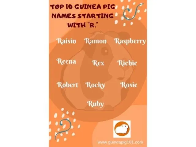 Guinea Pig name starting with r