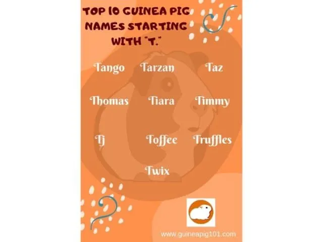 Guinea Pig name starting with t