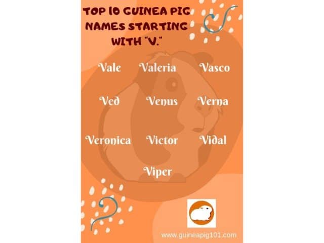 Guinea Pig name starting with v