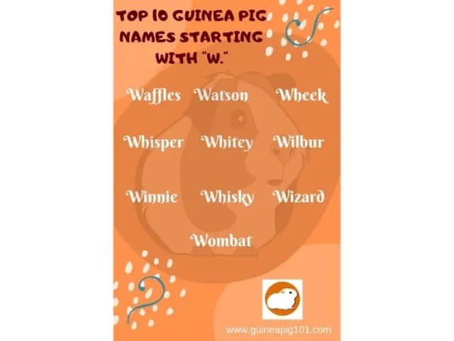 Guinea Pig name starting with w