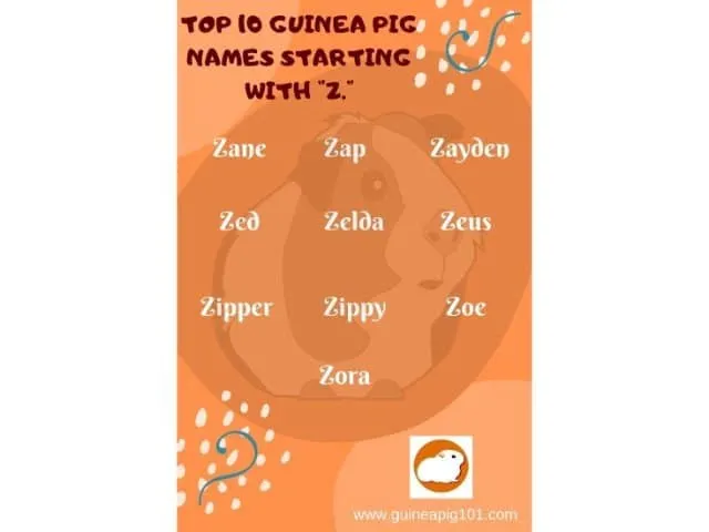 Guinea Pig name starting with Z