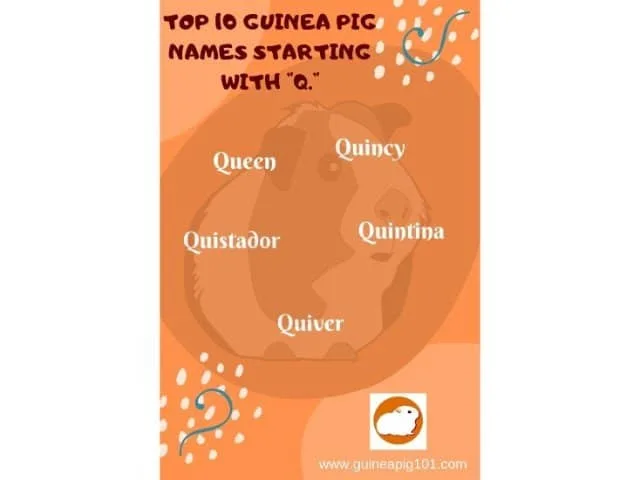 Guinea Pig name starting with q