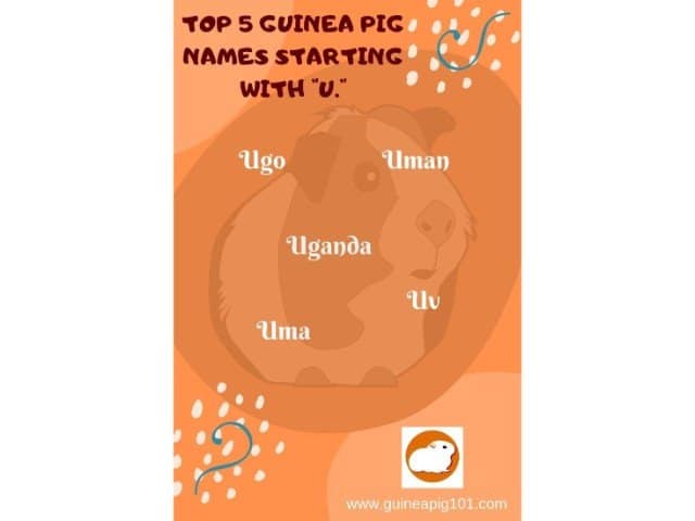 Guinea Pig name starting with u