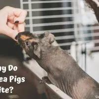 Why Do Guinea Pigs Bite