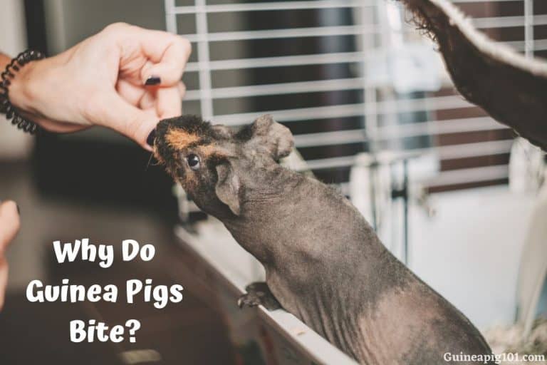 Why Do Guinea Pigs Bite? (How Hard & Ways To Stop Them)