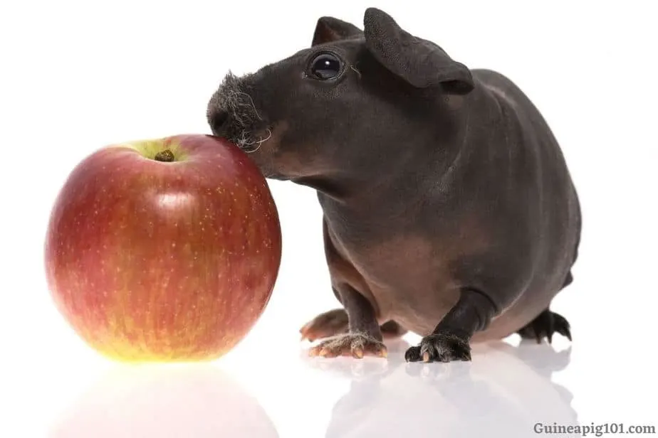 Is Apple Good for Guinea pig's health?