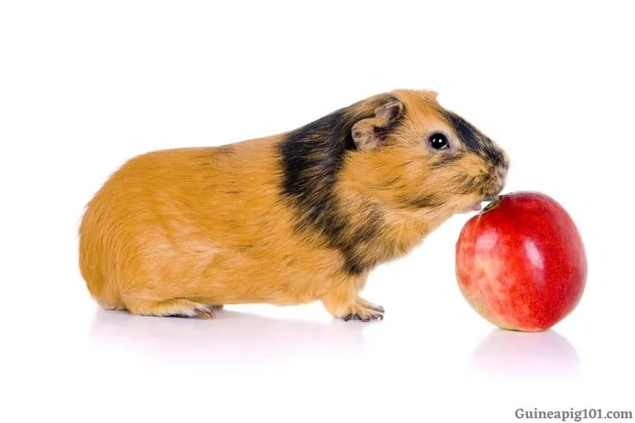 Can Guinea Pigs Eat Apples Serving Size Hazards More