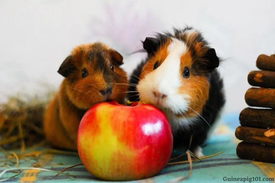 Can guinea pigs eat red outlet apples