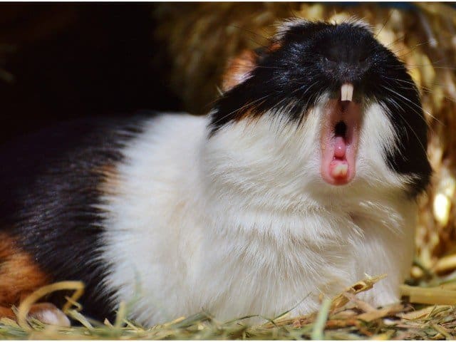 guinea pigs growling sounds