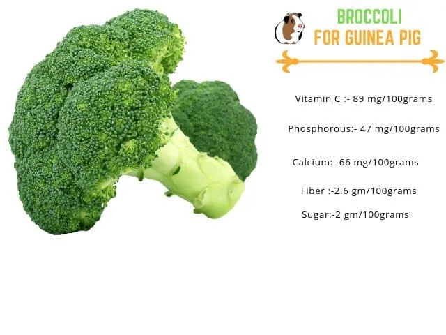 broccoli for guinea pigs