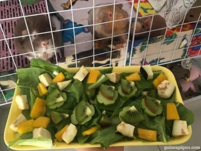 can guinea pigs eat kiwi