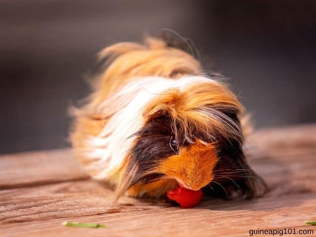can guinea pigs eat tomatoes everyday