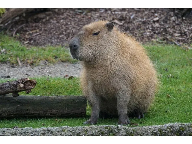 Guinea pigs swimming?