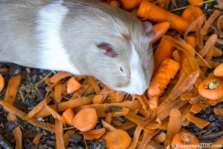 Can Guinea Pigs Eat Carrots? (Serving Size, Benefits & Hazards)