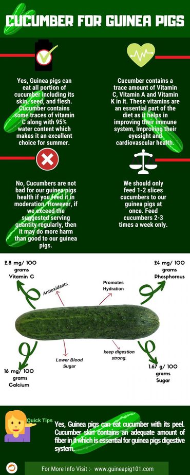 Picture Idea: Can Guinea Pigs Eat Cucumber Serving Size Benefits Risks More