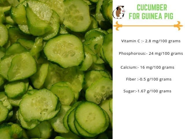 Curated visual reference: Cucumber Nutrition For Guinea Pigs Reference: Can Guinea Pigs Eat Cucumber Serving Size Benefits Risks More