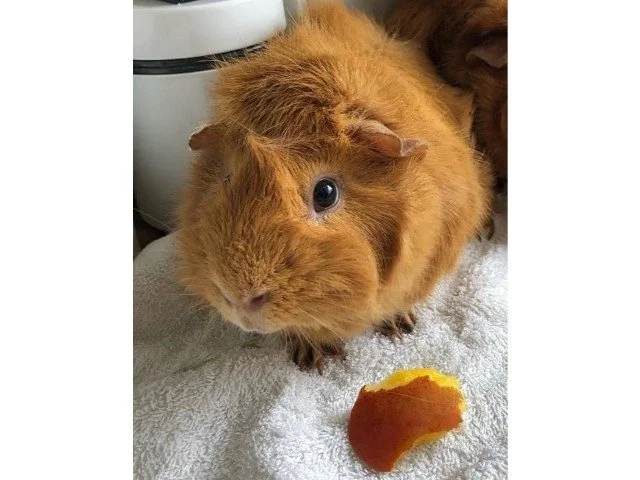 Guinea 2025 pig mango