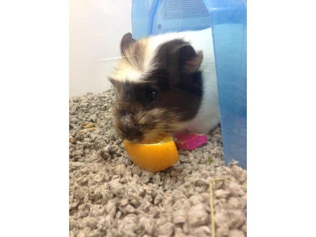 Gorgeous Can Guinea Pigs Eat Mandarins Scene Photography Gorgeous Can Guinea Pigs Eat Mandarins Scene Photography
