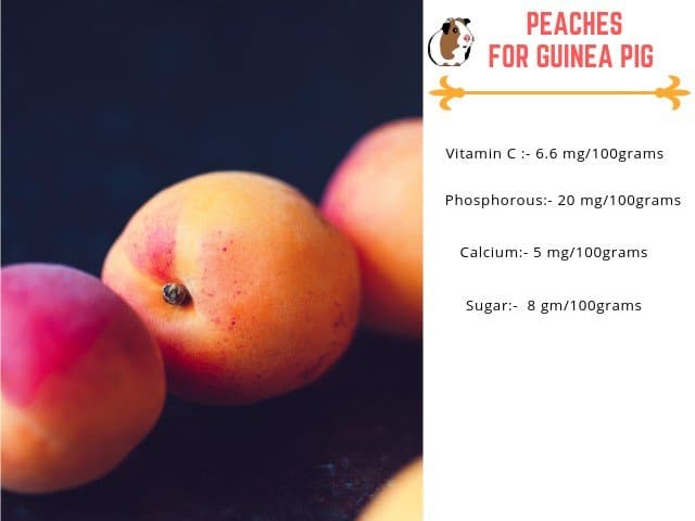 Photo inspiration: Can Guinea Pigs Eat Peaches Serving Size Risks More Photo Inspiration