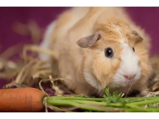 can guinea pigs eat carrot tops