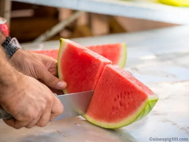 prepare watermelon for guinea pigs_